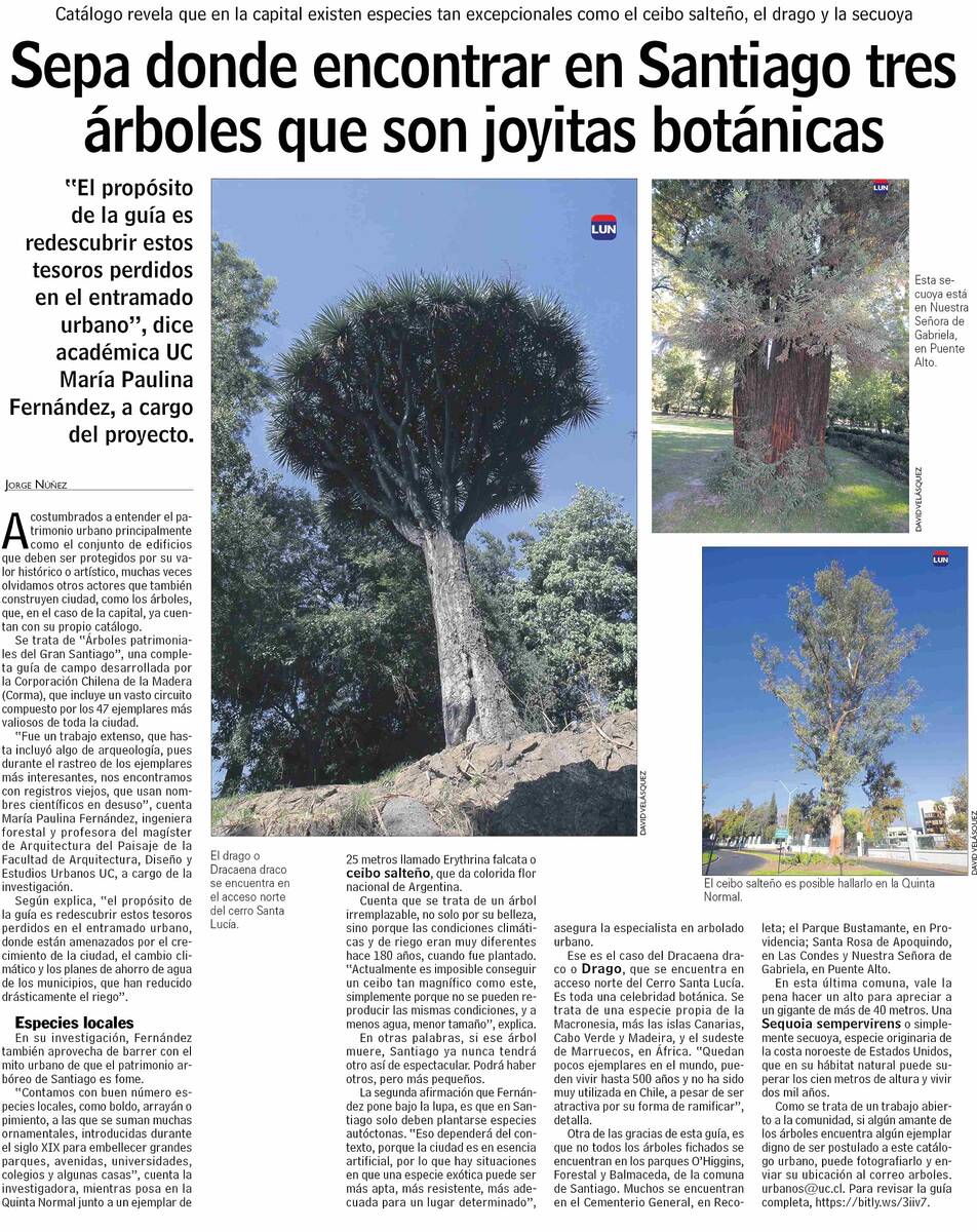 PRENSA I Sepa donde encontrar en Santiago tres árboles que son joyitas botánicas